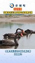 陕西 好优雅！安康市区汉江水域首次出现黑天鹅！