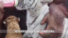 老母猪把小老虎当作孩子喂养，老虎长大后，是这样对待母猪的
