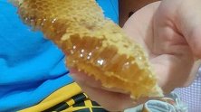 男寝接连发现蜂巢获1斤多蜂蜜 被学生分食