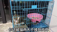 小猫在笼子里不安分，结果被兔子暴揍，从此老老实实