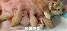 德文卷毛猫 今天出生的宝宝