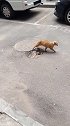 猫：终于抓了一只老鼠，今天晚上可以吃大餐了！
