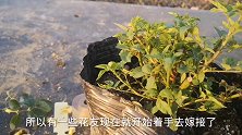嫁接果树和月季常用的方法，插皮接方法演示，大家可以参考一下