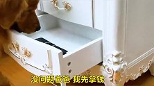主人卧床不起，金毛独自去药店帮主人买药，看完差点哭了