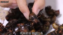 夏季喜欢吃知了猴的要注意，这种知了猴有“剧毒”，早些叮嘱家人
