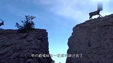 6只羚羊飞渡万丈悬崖，第6只才是王者，镜头拍下全过程！