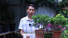 给米兰花用磷酸二氢钾促花前，记住先用两次它，效果好多了