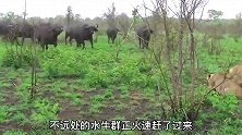 小水牛被狮子锁喉，水牛群及时赶到，狮群和水牛群上演激烈角逐