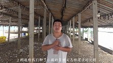 小鹅脱温棚是怎样的，脱温棚的建设学问大，也是很有必要注意的