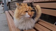 长椅上有一条流浪猫，不怕人还能摸摸猫