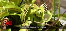 口香糖放捕蝇草嘴里会发生什么泡泡越吹越大，太搞笑