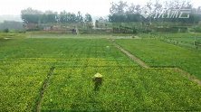 田园奏欢歌！500亩黄花菜喜获丰收