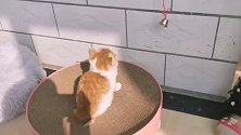 猫咪来我家的第七天，竟然能被一个铃铛玩坏，每天都能想到创意？