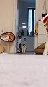这修狗长的挺猫啊萌宠出道计划萌宠猫动物图鉴