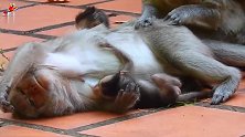 百万怜悯！猴子因为生养的孩子太多了，她看起来很累
