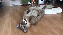四仰八叉躺在地上的大猫：我应该是只废猫了