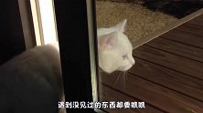 当猫咪第一次见碳酸饮料，它会做什么呢？