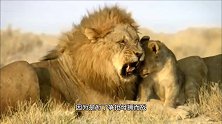 斯维尼雄狮联盟：老狮王已经12岁，顽强守护领地，幼崽很健康
