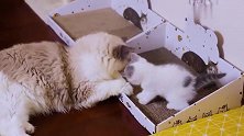 大猫给小猫舔猫，猫妈以为小猫被欺负飞奔过去，这速度主人懵了！