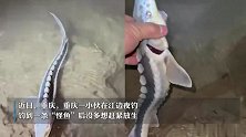 重庆一男子疑似钓到“野外灭绝”长江鲟：没多想赶紧放生