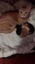 猫：铲屎的，你帮我带一个孩子呗！