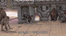 猫咪突遭飞来横祸，被调皮的猴子抓住，猫咪：想死的心都有了