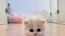 猫咪小碎步的走着，看看这萌样，你们受得了吗