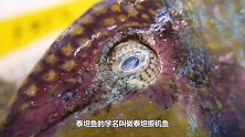 有防弹衣的“泰坦鱼”！大厨就算把刀用坏了，也想尝一口它的味道