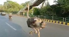 巴基斯坦：一鸵鸟在繁忙街头奔跑 网友：赶公交？