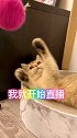 噗噗：我寻思我错哪了猫猫 小奶猫 猫咪日常