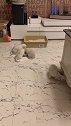 小猫：兄弟我咋看不见了，来帮下我呀！