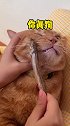 波比：虽然我不是人但是你是真的狗！！橘猫 铲屎官的乐趣 猫