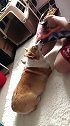 猪猪馋的哈喇子直流