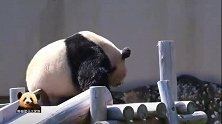 熊猫良浜上扭下扭，左摇右晃，蹭痒蹭到停不下来，好搞笑