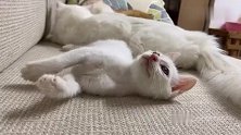 小猫喝奶像喝醉酒，摇摇晃晃上厕所，表情太逗了