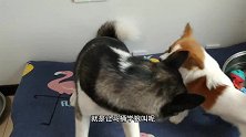 哈士奇学狼嚎叫吓唬人，嚎到一半突然变狗吠，笑得我肚疼