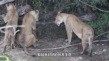 真的不堪一击吗雌狮背后靠近要偷袭花豹花豹一回头就吓退雌狮