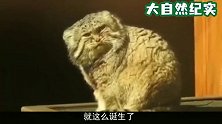 它是“猫中鳌拜”，人类至今未能将其驯服，数量极其稀少！
