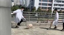 浙江温州：猪仔出逃，畜牧专业学生花式抓猪！网友在线支招