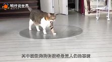 主人把猫咪画的栩栩如生，可当镜头拉近后，网友忍不住笑了