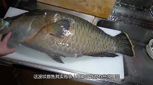小伙买回唇部突出的鱼，先切皮再切块，肉质雪白，吃上嘴，嫩得慌