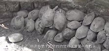 村民枯井发现108只乌龟，男子走进一看，感动的一幕发生了