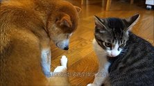 柴犬闹脾气猫咪跑去安慰，这家伙还真不知趣啊，看着挺傲娇！