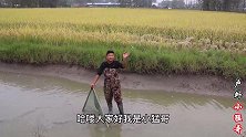 秋收季节要割稻，小猛哥稻虾田抬网抓鱼，徒手上货大黑鱼真厉害