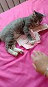 猫：钱到我手里，你一张也别想拿走！