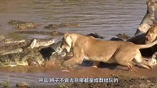 狮子过河遭鳄鱼偷袭，大战一触即发，狮子的结局太惨了！