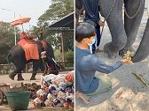 泰国一驯兽师用训练棒击打大象头部，被管理者要求下跪向大象道歉