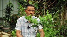 柠檬树这样来“一刀”，快速成“棒棒糖型”