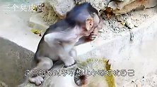 老王的？狠心母猴毫不留情把小猴子从悬崖上推了下去！