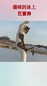 用一根逗猫棒，就能让猫咪在冰面上跳“芭蕾舞”！